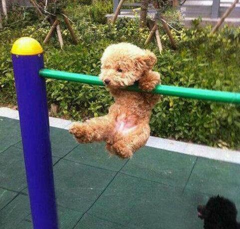 这下知道泰日天的腰力有多好了吧动物gif搞笑图片