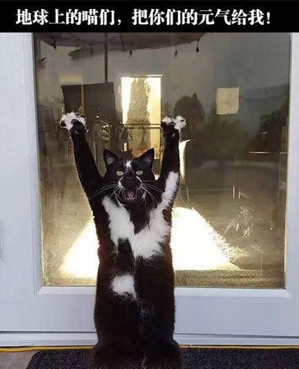 喵吉塔，你先帮忙撑2小时哦~动物gif搞笑图片