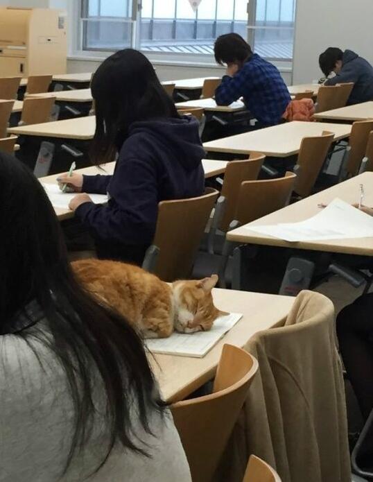 这位同学，请上课不要打瞌睡动物gif搞笑图片