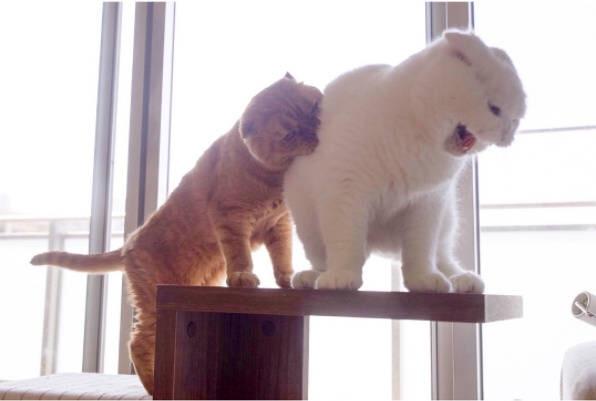 对…对不起，我以为是棉花糖动物gif搞笑图片