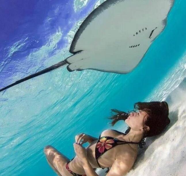 HI，你好哇动物gif搞笑图片