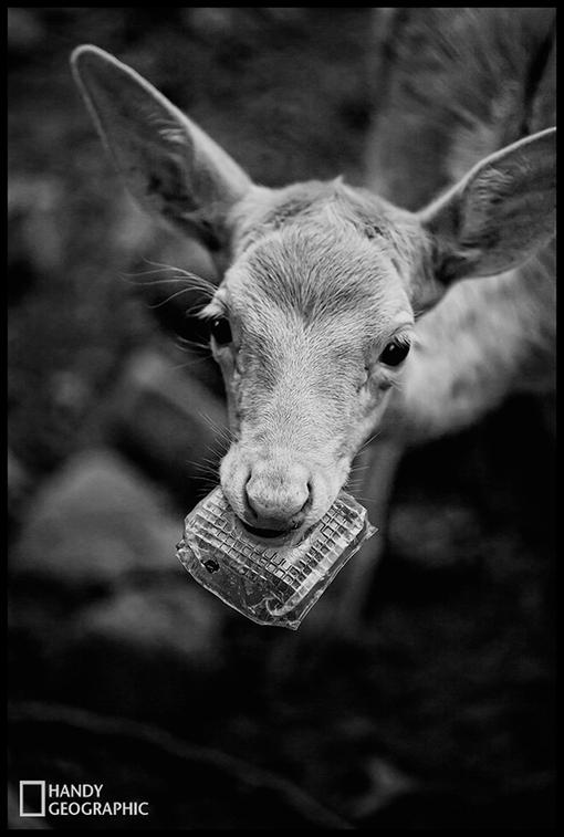 环保从你我做起动物gif搞笑图片