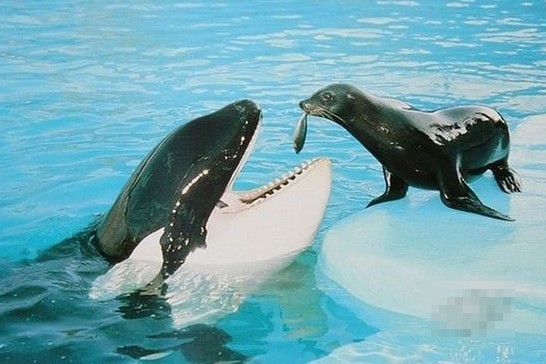 兄弟，我抓到了一条鱼，给你吃。。动物gif搞笑图片