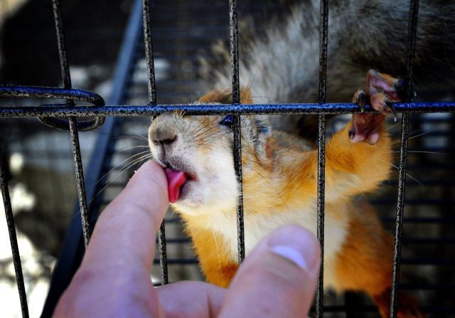 对你是一个笼子，对它是一辈子动物gif搞笑图片