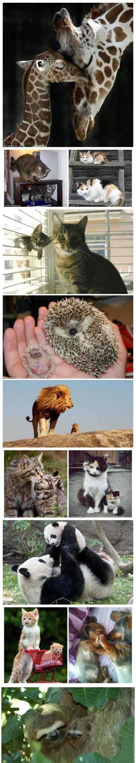 长大后我便成了你动物gif搞笑图片