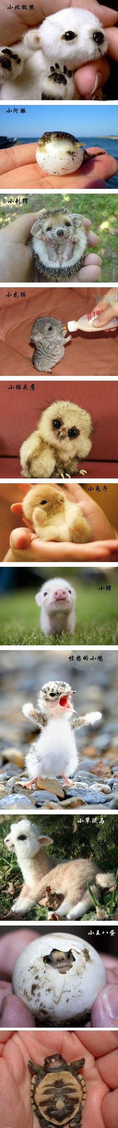 可爱的小动物动物gif搞笑图片