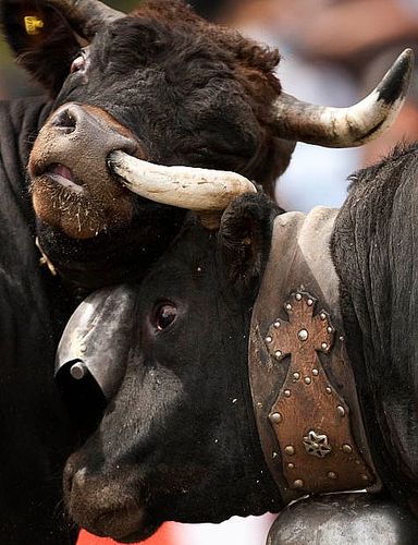 该死的，我的鼻子啊动物gif搞笑图片