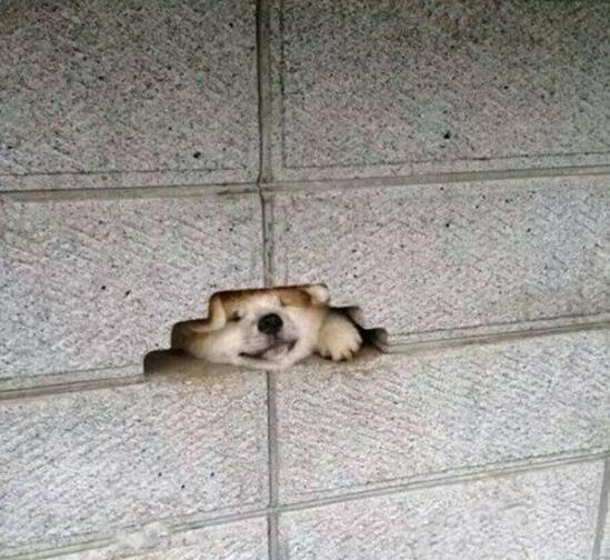 外面的，拉我一把动物gif搞笑图片