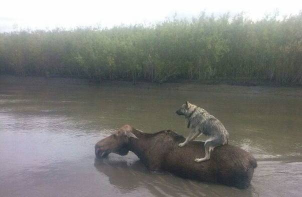 马上就要进化的狗动物gif搞笑图片