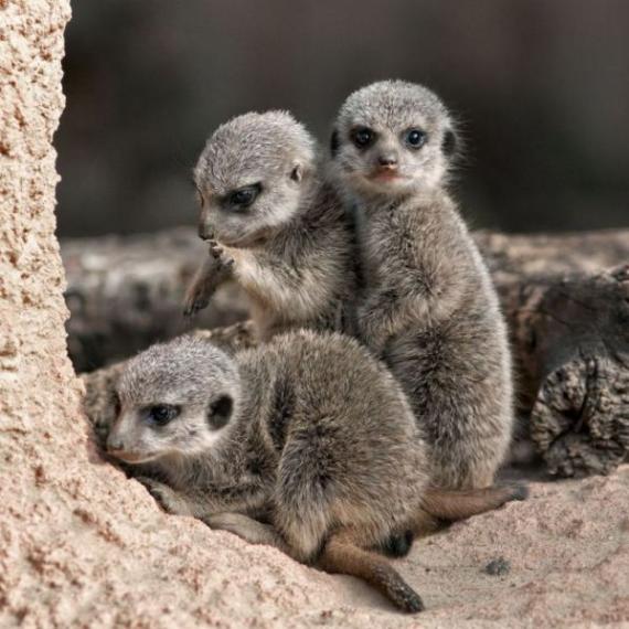 悄悄滴，别被发现动物gif搞笑图片