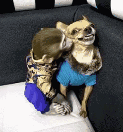 我忍你很久了动物gif搞笑图片