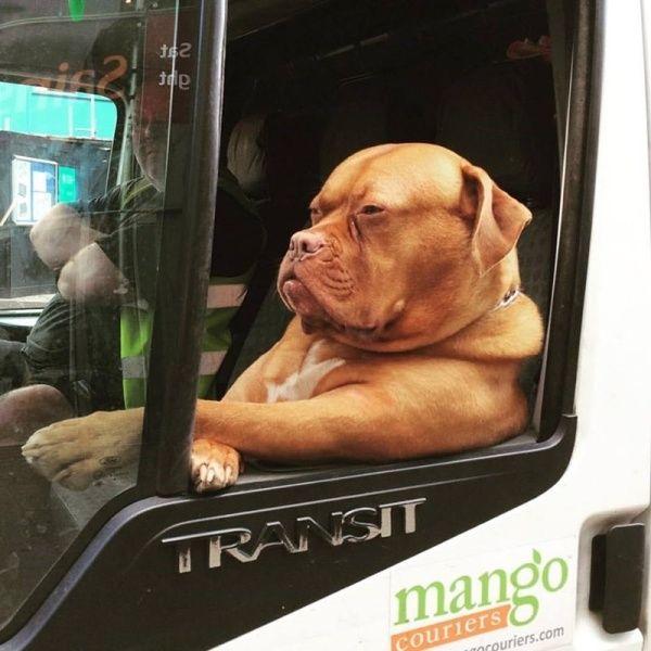 霸道总裁动物gif搞笑图片