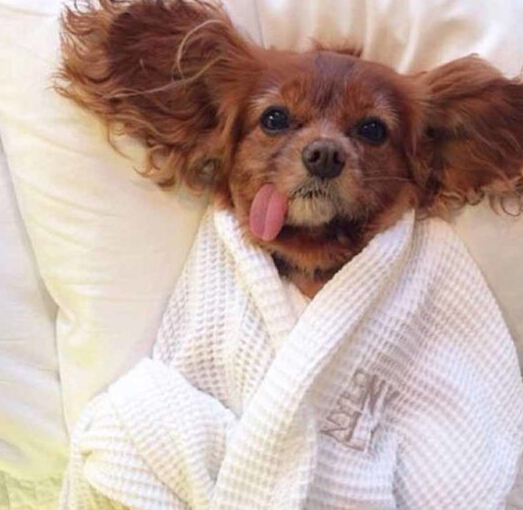 这啥造型动物gif搞笑图片