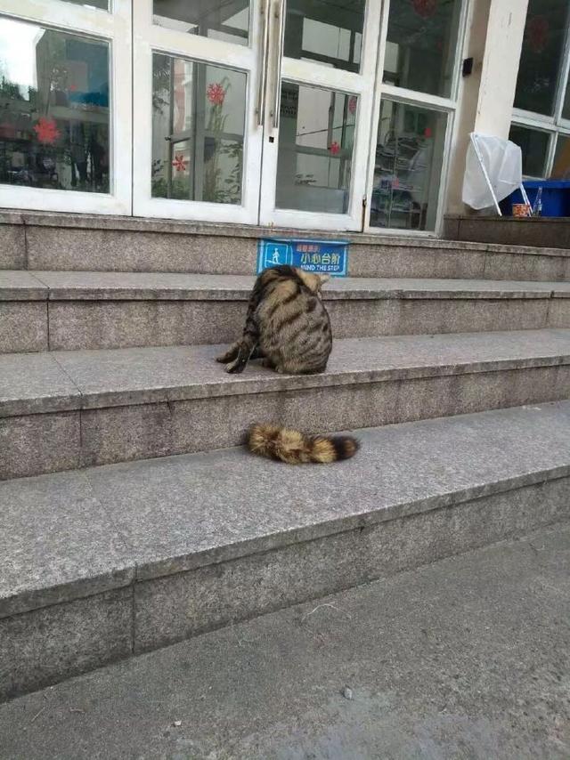 这种东西就不要乱丢了ok？还以为这猫尾巴掉了动物gif搞笑图片