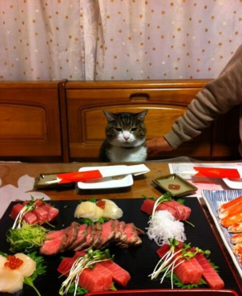 今晚怎么又吃这些啊喵动物gif搞笑图片