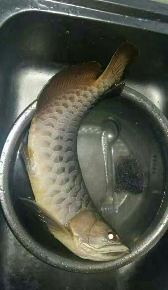 老爷子可喜欢这鱼了，我今天高低尝尝什么味的动物gif搞笑图片