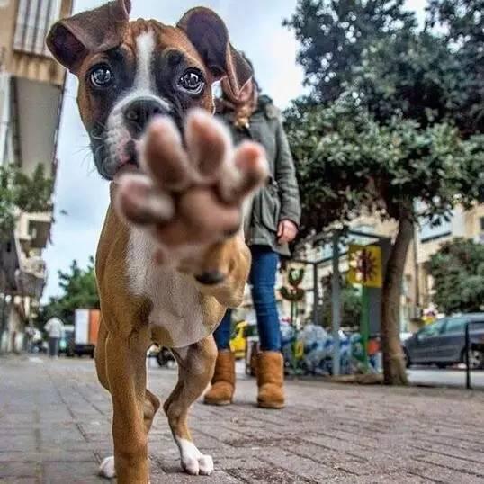 不准拍照动物gif搞笑图片