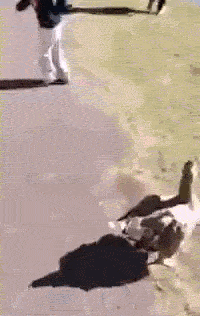 没想到你是这样的鹅动物gif搞笑图片