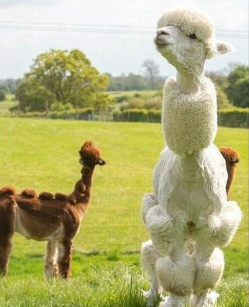 草泥马心中有万只草泥马跑过动物gif搞笑图片