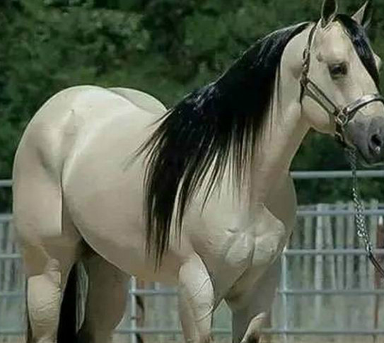 据说这是来自马界的金·卡戴珊动物gif搞笑图片