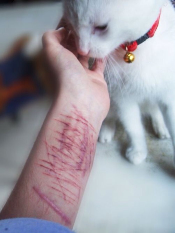 谢谢你的包容动物gif搞笑图片