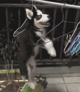 铲屎的！快把我放下来动物gif搞笑图片