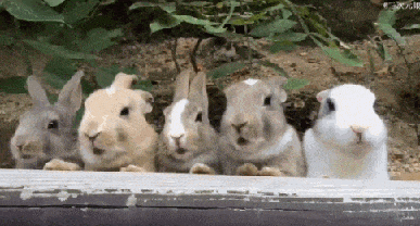 兔子让你们吃饭，谁让你卖萌了动物gif搞笑图片