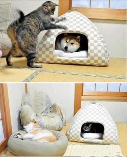 这次汪星人被欺负得很舒服动物gif搞笑图片