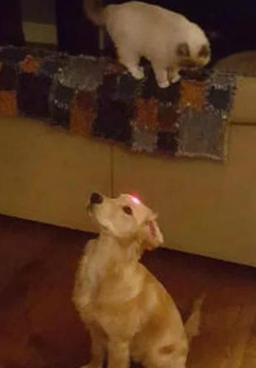 汪星人，卒动物gif搞笑图片