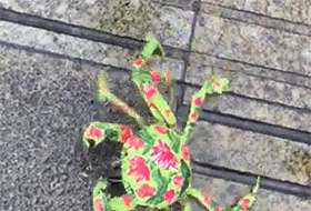 这是一只来自东北的大闸蟹动物gif搞笑图片