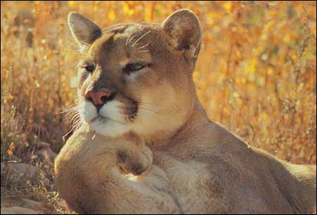 母狮子是要经常思考的动物gif搞笑图片