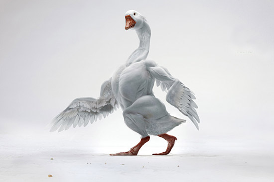 能歌善舞的鹅动物gif搞笑图片