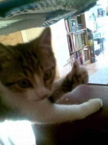 被喵星人表扬了动物gif搞笑图片