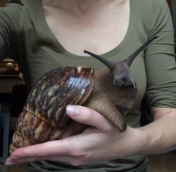 这是把蜗牛当猪养了吧？动物gif搞笑图片