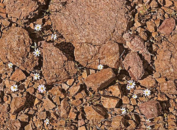 动物界的伪装高手动物gif搞笑图片