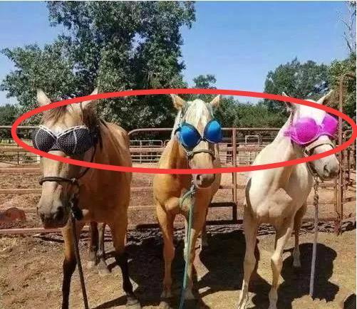 这太阳镜，没得说动物gif搞笑图片