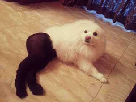 既然大家都说好我就放心了动物gif搞笑图片