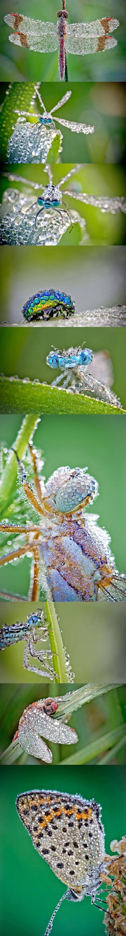 清晨的昆虫们都是白富美，个个披着一身水珍珠动物gif搞笑图片
