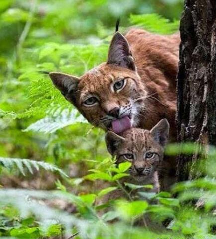 儿子，看见那个晚餐了没？动物gif搞笑图片