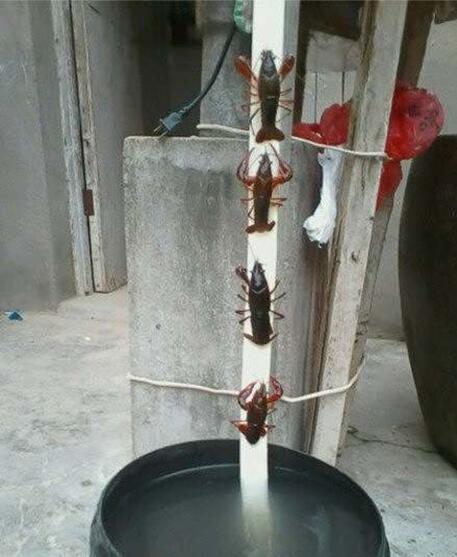 我只是出去了一会，，你们干嘛？？要逆天吗？动物gif搞笑图片