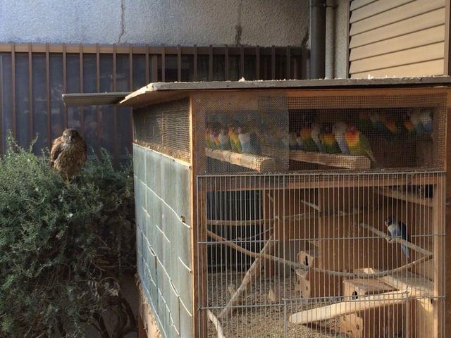 岛国一主人今天惊讶地发现，后院里不知怎么来了一只野鹰，自家养的鹦鹉吓得乖乖站成一排，整整齐齐...仿佛迎接领导视察动物gif搞笑图片