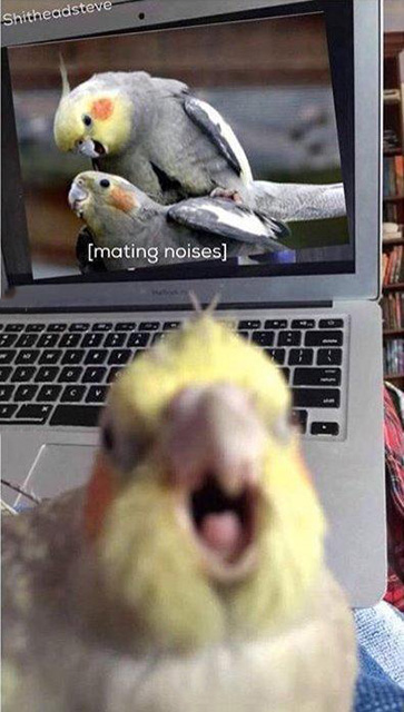 不是你想的那样的动物gif搞笑图片