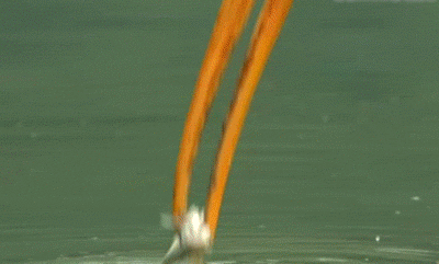 鱼：给我个痛快好吗动物gif搞笑图片