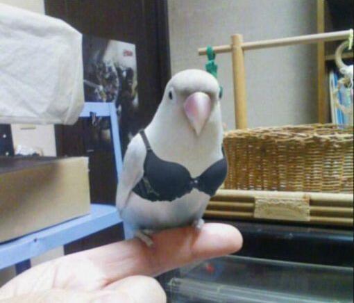 这铲屎的还给鹦鹉做了胸罩动物gif搞笑图片