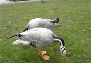 踩在柔软的草地上好舒服动物gif搞笑图片