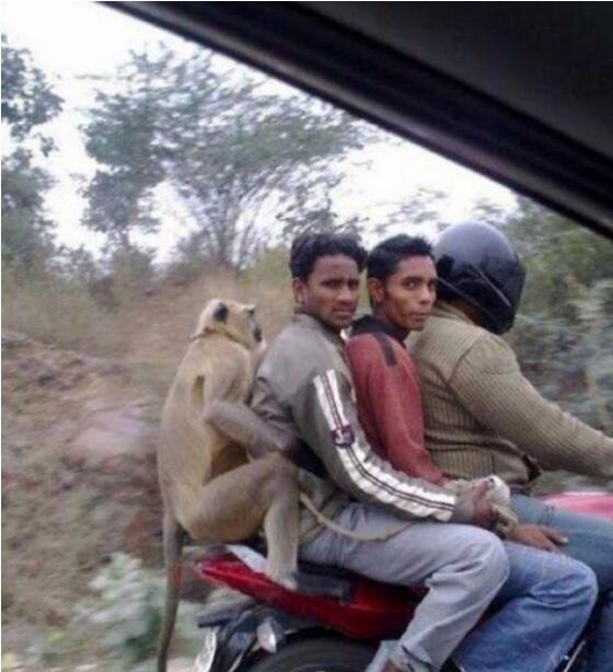 我只是搭个顺风车动物gif搞笑图片