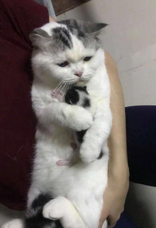 这是别人家孩子，别抱着了动物gif搞笑图片