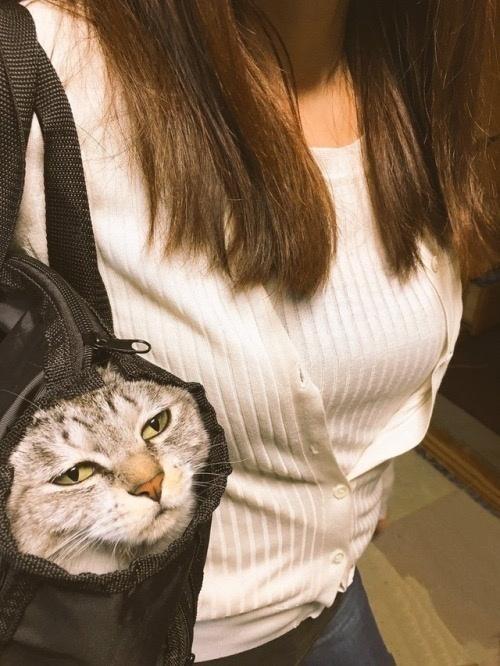 主子，你这样会失去我的动物gif搞笑图片