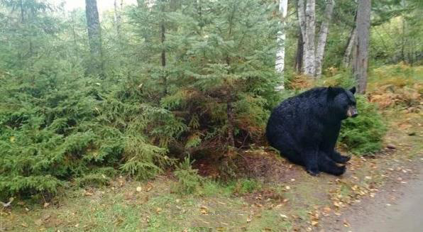 什么都别说，让我静静地思考下熊生动物gif搞笑图片