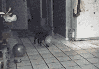 那些反应慢半拍的萌宠们，真是被你们蠢哭了动物gif搞笑图片